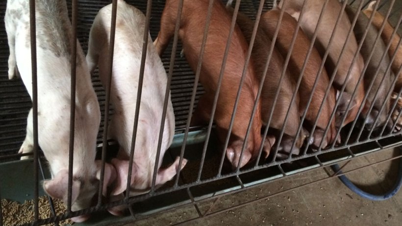 Zarządzanie żywieniem w odchowalniach
