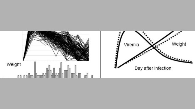 Skutki zakażenia PRRSV na poziomie populacji. Powyższa rycina przedstawia wiremię PRRSV (góra) i rozkład przyrostów masy ciała (dół) u 200 świń zakażonych doświadczalnie PRRSV.