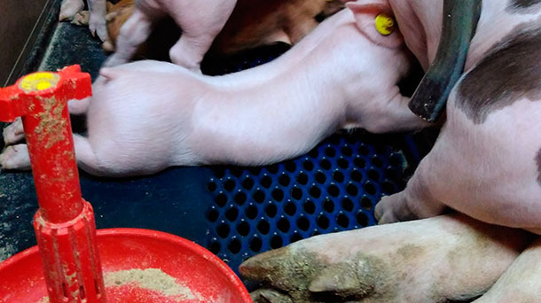 Zastosowanie podkarmiaczy zapewnia dobrą jakość paszy i redukuje jej marnowanie.
