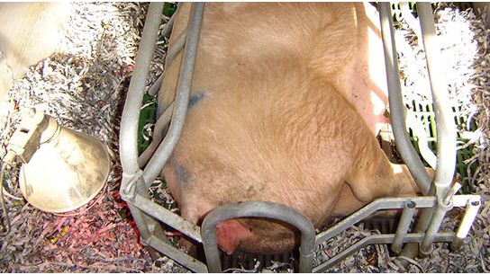 Przygotowany kojec porodowy
