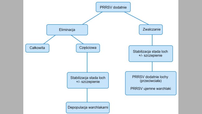 Rycina 1. Schemat różnych kierunków postępowania w stadzie PRRSV dodatnim.