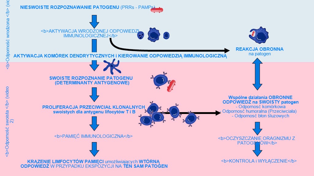Rysunek 1. Fazy indukcji, aktywizacji i rozwoju wrodzonej i swoistej odporności w odpowiedzi na pojawienie się patogenu.
