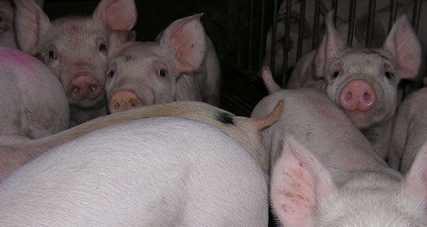 Lechones de transici&oacute;n 1
