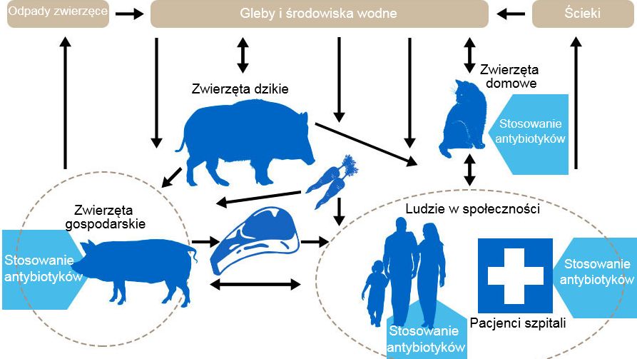 Schemat przedstawiający determinanty oporności na antybiotyki wśr&oacute;d r&oacute;żnych rezerwuar&oacute;w. Niebieska strzałka&nbsp;wskazuje punkty podawania&nbsp;antybiotyk&oacute;w. Http://www.effort-against-amr.eu/

&nbsp;

&nbsp;
