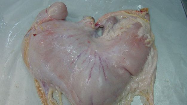 Żołądek świni wypełniony treścią
