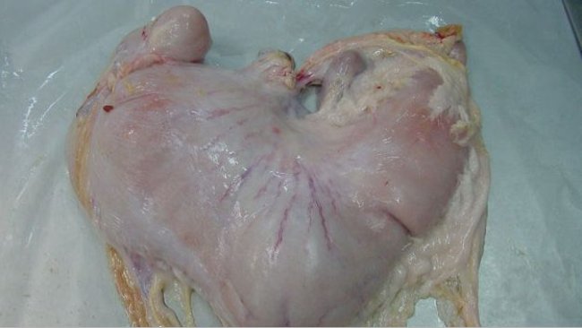 Żołądek świni wypełniony treścią