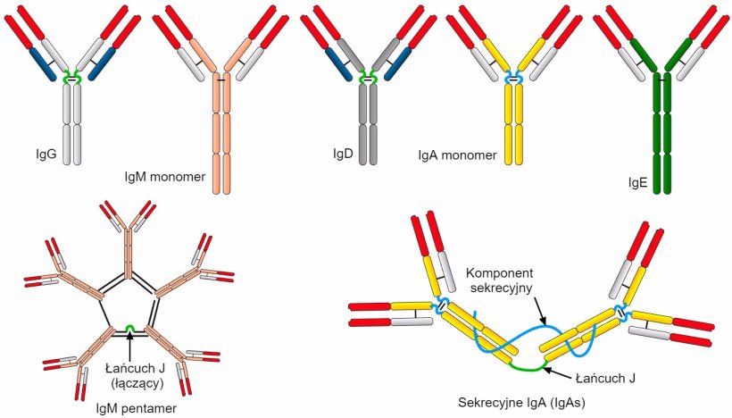 Rysunek 2. R&oacute;żne sekwencje aminokwas&oacute;w stałego łańcucha ciężkiego określają r&oacute;żne klasy oraz izotypy przeciwciał.
