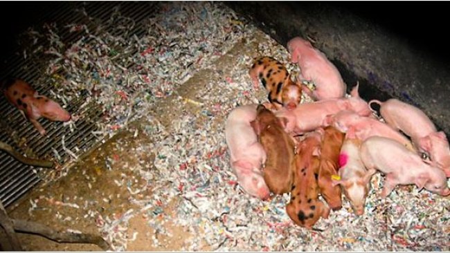 Wyziębione prosięta1