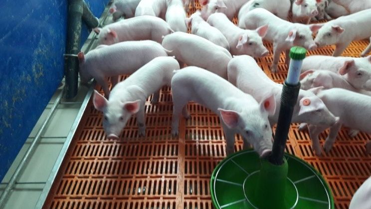 Zdjęcie 5.- Prosięta w 4 dni po odsadzeniu.
