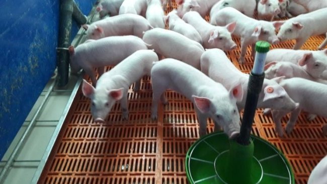 Zdjęcie 5.- Prosięta w 4 dni po odsadzeniu.