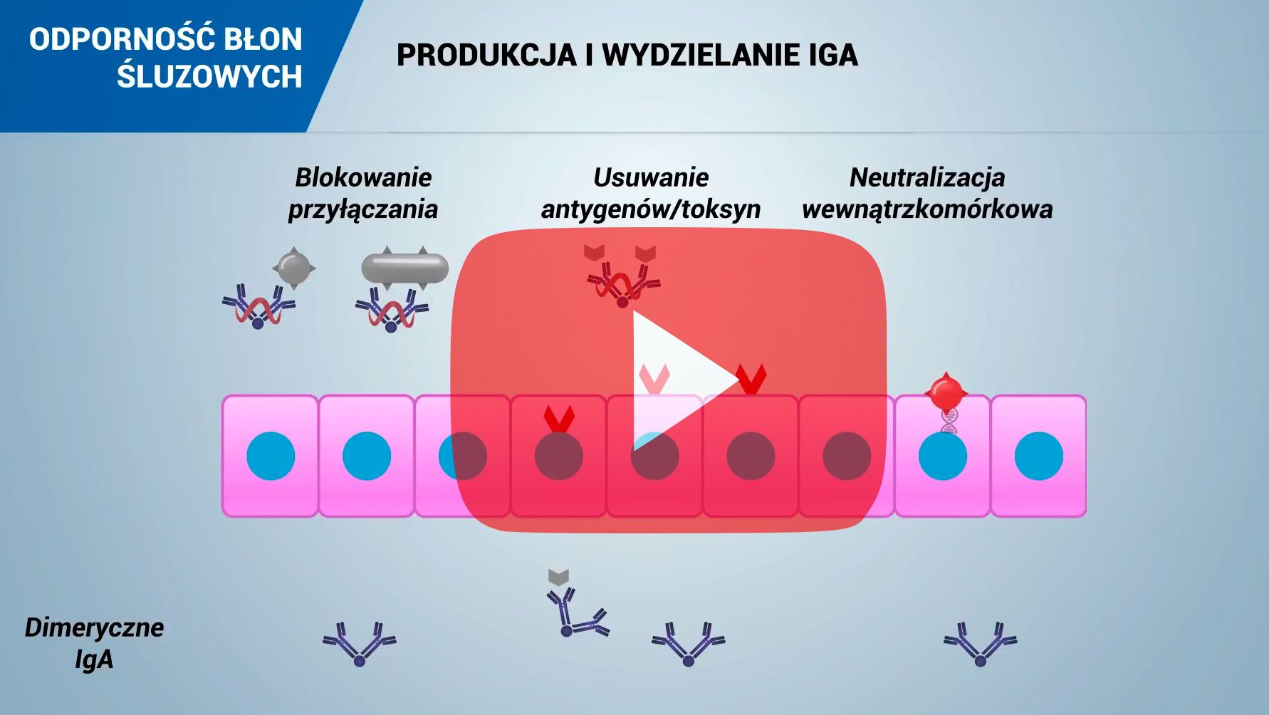 Odporność błon śluzowych