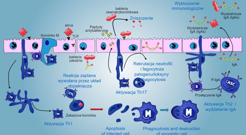 Figure 5. Og&oacute;lny obraz&nbsp;odpowiedzi immunologicznej błon śluzowych przeciwko patogenom.
