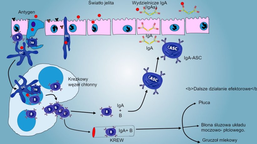 Rys. 4: Wytwarzanie IgA w krezkowych węzłach chłonnych i odpowiedź og&oacute;lnoustrojowa. Proliferujące i aktywowane limfocyty B i T migrują z limfy do krwi, u świni bezpośrednio przez HEV, większość z nich powraca do jelita lub dociera do innych powierzchni błony śluzowej (miejsca efektorowe), takich jak płuca, gruczoł mlekowy i układ moczowo-płciowy
