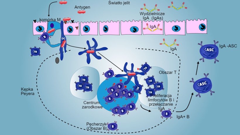 Rys 3: Wytwarzanie przeciwciał IgA w kępkach Peyera.
