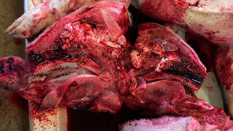 Ryc. 6b: Badanie sekcyjne w laboratorium. Otwarcie głowy.
