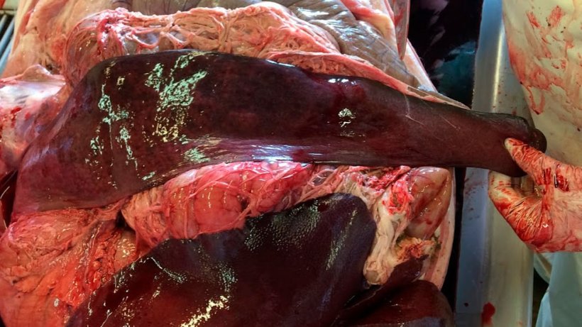 Ryc. 7: W badaniu sekcyjnym 6 świń&nbsp; stwierdzono 5x normalną śledzioną i 1x splenomegalię (reakcję śledziony na zatrucie?)
