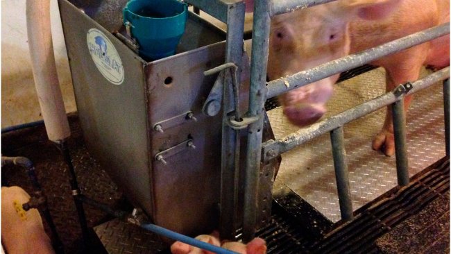 Fot. 2 – prototyp maty chłodzącej Purdue testowany na porodówce