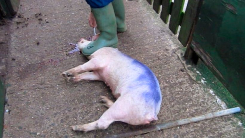 Figure 3. When pithing stand behind the pig, not between its legs.
