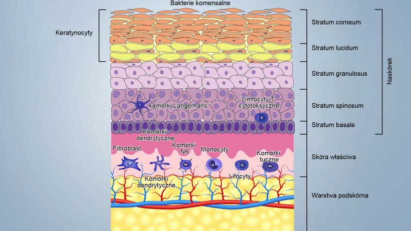 Rys. 1. Schemat warstw&nbsp;sk&oacute;ry.
