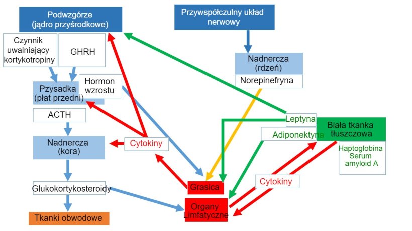 Rys 1. Sieć neuroendoimmunologiczna&nbsp;*ACTH: Hormon adrenokortykotropowy *GHRH: Hormon uwalniający hormon wzrostu

