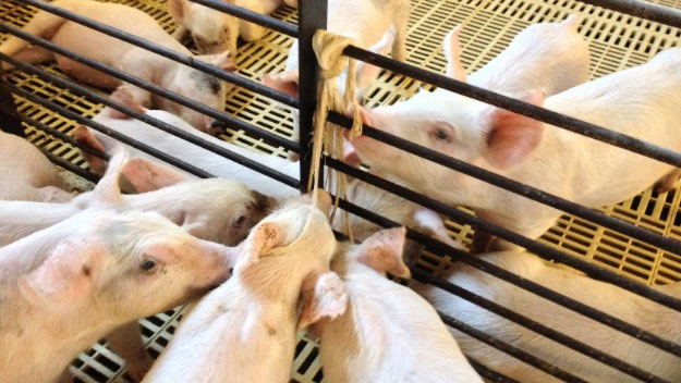 Pobieranie pr&oacute;bek płynu ustnego
