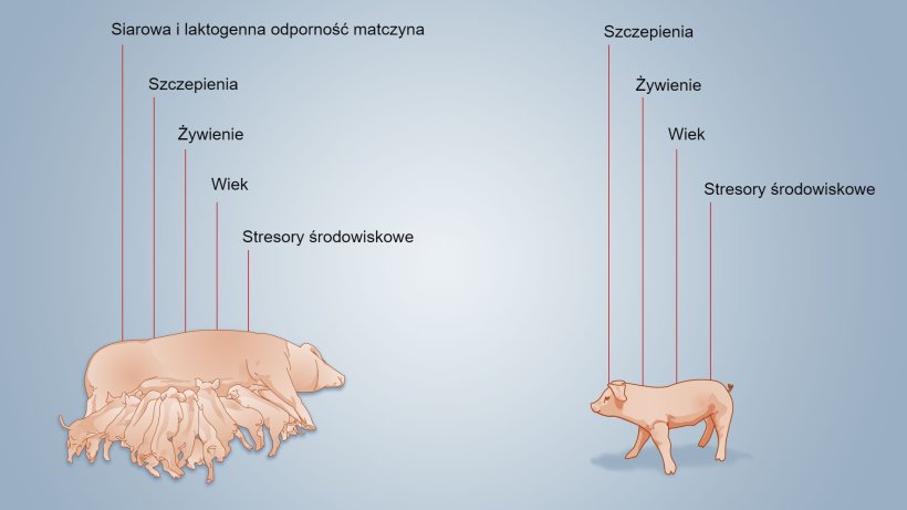 Rysunek 2. Czynniki wpływające na rozw&oacute;j odporności noworodka.
