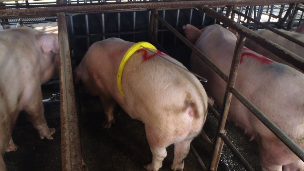 Słaby knur; był zbyt młody, miał zbyt niskie libido i mimo obecności loch w rui, zasnął.
