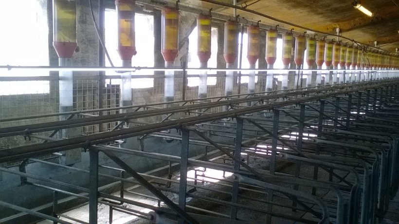 Zdjęcie 4. Instalacja lamp fluorescencyjnych lub lamp LED 1 metr nad lochami jest coraz częstsza, aby zagwarantować 150-200 luks&oacute;w, aby poprawić powr&oacute;t do rui. Zdjęcie dzięki uprzejmości Gori Salam&oacute;.
