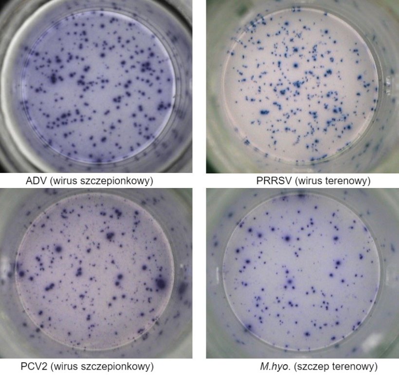Ryc. 1. IFN-&gamma; ELISPOT odpowiedzi swoiste dla antygenu w PBMC dla patogen&oacute;w świń. &nbsp;ADV: wirus choroby Aujeszkyego; PRRSV: wirus zespołu rozrodczo-oddechowego świń; PCV2: cirkowirus świń typu 2; M.hyo .: Mycoplasma hyopneumoniae. Każdy punkt oznacza wydzielanie IFN-&gamma; przez ponownie aktywowane limfocyty T pamięci/efektorowe. W nawiasie podano patogen użyty do ponownego aktywowania kom&oacute;rek w płytkach testowych.
