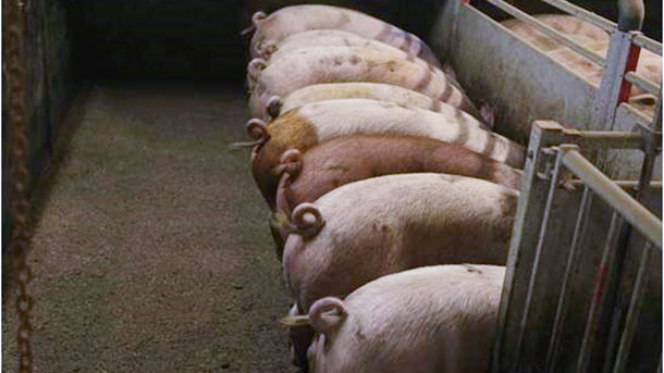 Picture 1. Intact (non-docked) pigs. Picture courtesy of Inge B&ouml;hne
