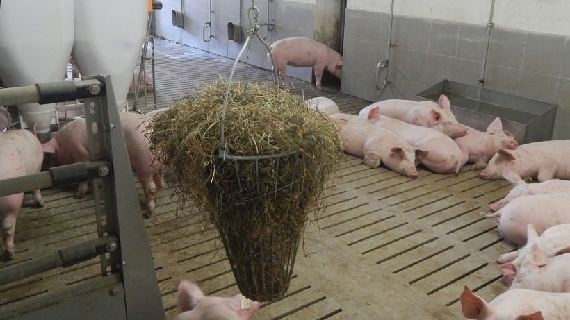 Picture 2. Manipulable material available for pigs. Picture courtesy of Inge B&ouml;hne
