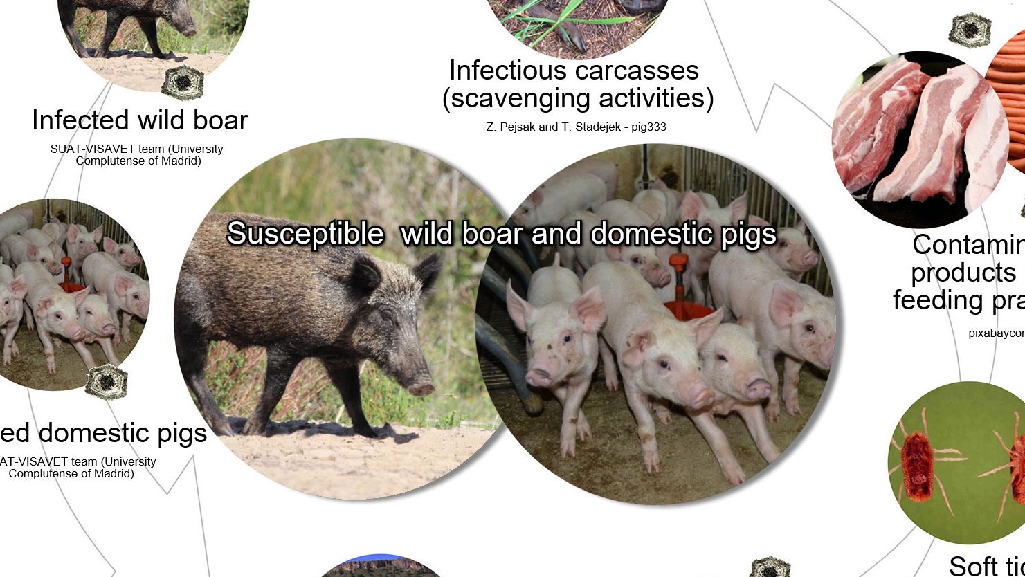 Wykres 1. Drogi przenoszenia wirusa afrykańskiego pomoru świń, w tym bezpośredni i pośredni kontakt ze zwierzętami zakaźnymi, ich produktami, wydalinami / wydzielinami i / lub krwią, tuszami, r&oacute;żnymi zanieczyszczonymi odpadkami i wektorami biologicznymi (opracowanie własne).
