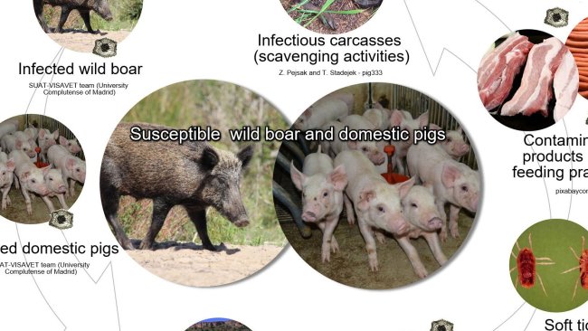 Wykres 1. Drogi przenoszenia wirusa afrykańskiego pomoru świń, w tym bezpośredni i pośredni kontakt ze zwierzętami zakaźnymi, ich produktami, wydalinami / wydzielinami i / lub krwią, tuszami, różnymi zanieczyszczonymi odpadkami i wektorami biologicznymi (opracowanie własne).