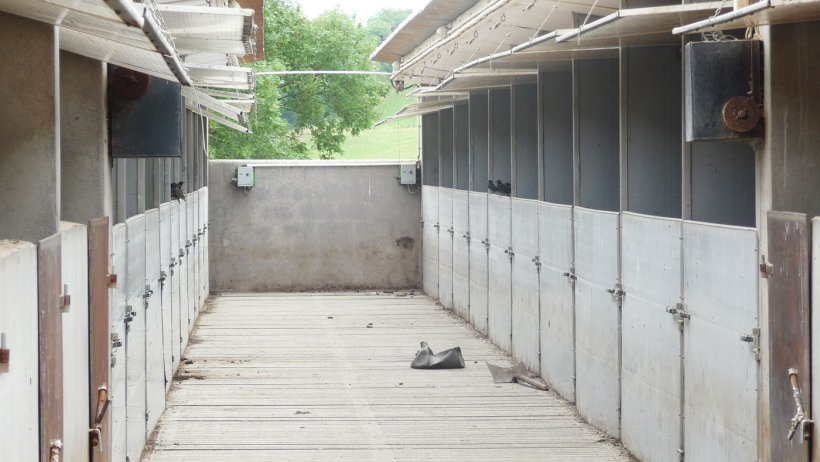 Ryc. 6. Szpaki w bezpośrednim kontakcie ze świniami jedzącymi pokarm pozostały w korytach.
