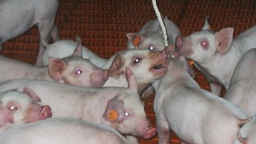 Fot. 1. Używanie sznurk&oacute;w do pobierania pr&oacute;bek płyn&oacute;w ustnych.
