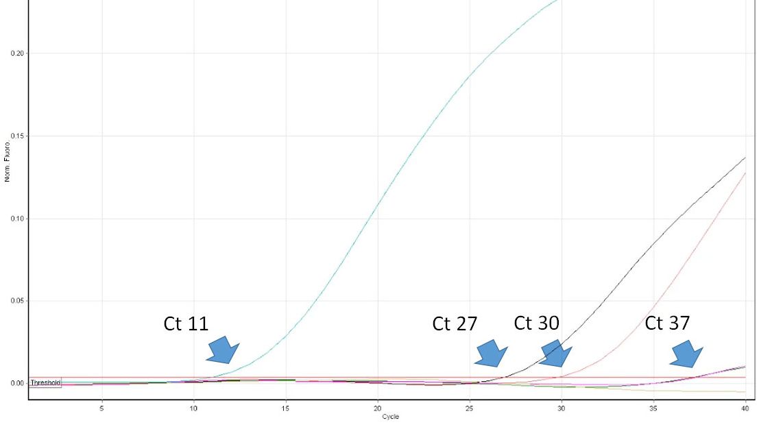 Ryc. 1. Wartość Ct oznacza numer pierwszego cyklu real time PCR, w kt&oacute;rym wykrywana jest emisja fluorescencji z prob&oacute;wki reakcyjnej świadcząca o obecności poszukiwanego patogenu w pr&oacute;bce. Im niższa wartość Ct tym wyższa zawartość patogenu w badanej pr&oacute;bce. Interpretując wysokie wartości Ct należy brać pod uwagę możliwość spontanicznego rozpadu sondy TaqMan w p&oacute;źnych cyklach real time PCR, mimo braku swoistego DNA w pr&oacute;bce.
