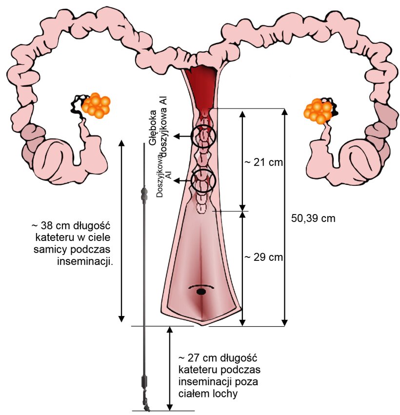 Ryc.4. Przedstawienie ułożenia kateteru IA w narządach rodnych samic podczas sztucznej inseminacji.Wymiary uzyskano z unasienniania i narząd&oacute;w rodnych loszek z ubojni.
