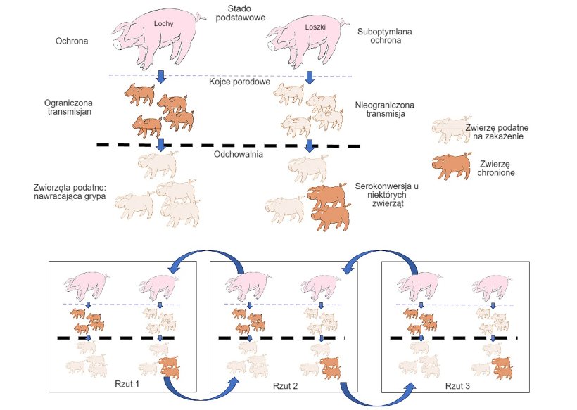 Rys.1 Szerzenie się wirusa jest zdecydowanie bardziej ograniczone wśr&oacute;d zwierząt, kt&oacute;re otrzymują&nbsp; lepszej jakości ochronę (prosięta urodzone przez maciory wielor&oacute;dki), niż u prosiąt z miot&oacute;w od pierwor&oacute;dek. Zwierzęta w odchowalni, kt&oacute;re ulegną zakażeniu, wciąż posiadając pewien poziom przeciwciał matczynych, nie rozwiną odporności czynnej, a więc wirus będzie zdolny do ponownego zakażenia tych samych zwierząt, prowadząc do nawracających zakażeń wirusem grypy. Co więcej, obecność r&oacute;żnych grup zwierząt w r&oacute;żnym wieku w jednym gospodarstwie ułatwia rozprzestrzenianie się wirusa między grupami produkcyjnymi, a zatem podtrzymanie infekcji w stadzie.
