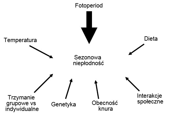 Ryc. 7. Czynniki wpływające na pojawienie się sezonowej niepłodności.
