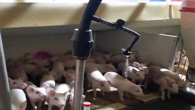 Picture 1: Example of the drip irrigation tubing, valve, and dripper in nursery pens immediately after weaning
