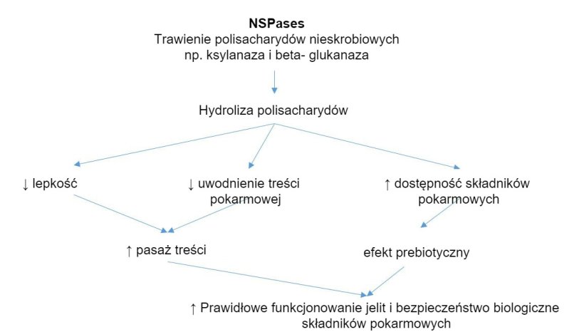 Mechanizm działania enzym&oacute;w egzogennych. Enzymy egzogenne wykazują działanie prebiotyczne&nbsp;przez hydrolizę nieskrobiowych polisacharyd&oacute;w do oligosacharyd&oacute;w wykorzystywanych przez &nbsp;niekt&oacute;re bakterie. Zapożyczone z Sinha 2011

