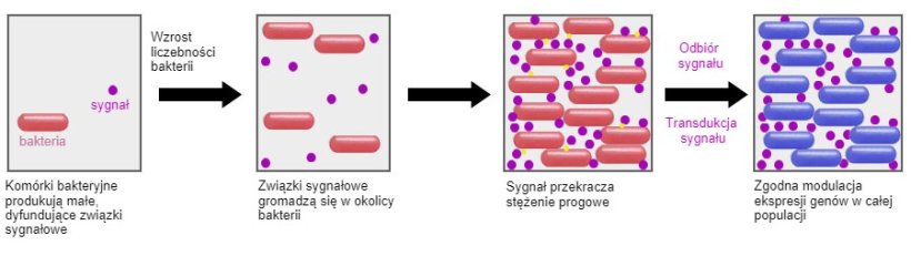 Obiecującym pomysłem jest możliwość zastosowania niekt&oacute;rych probiotyk&oacute;w w celu oddziaływania na mechanizm komunikacji pomiędzy bakteriami (Quorum sensing). W ten spos&oacute;b byłoby można zapobiec mechanizmom obronnym bakterii wywołanym przez niekorzystne warunki. Do takich mechanizm&oacute;w należą m.in. sporulacja czy tworzenie biofilmu.&nbsp;
