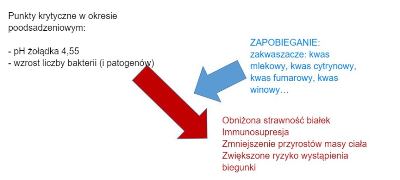 Rysunek 2: zakwaszanie przewodu pokarmowego, szczeg&oacute;lnie w okresie po odstawieniu, jest bardzo istotne ze względu na ich niewielkie fizjologiczne zdolności zakwaszania pokarmu na tym etapie rozwoju. Poprzez dodanie zakwaszacza do paszy można uniknąć zmniejszonej strawności białka, &nbsp;a co za tym idzie spadku odporności i innych parametr&oacute;w produkcyjnych.&nbsp;

