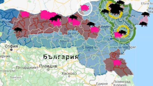 Ognisko z 17 000 świń znajdowało się w pobliżu granicy z Rumunią .