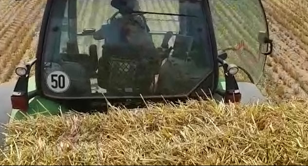 Fot. 2. W jednym z ognisk na polskiej fermie największe podejrzenia dotyczące wprowadzenia wirusa na fermę dotyczyły słomy, kt&oacute;ra mogła zawierać materiał zakaźny.
