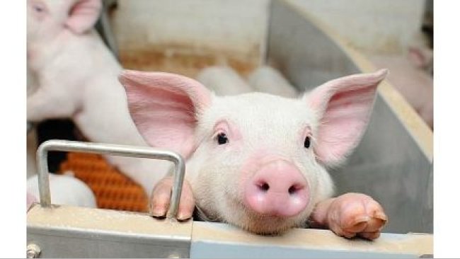 Pig production increased by 5.1 in 2019.