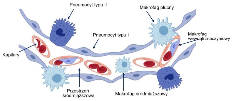 Ryc. 2: Schemat ściany pęcherzyka płucnego.
