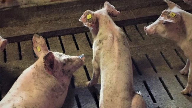 Zdjęcie 2: Kachektyczne świnie na tuczu