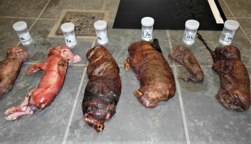 Zdjęcie 1: Wpływ PCV2 na rozr&oacute;d
