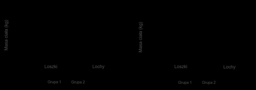 Rycina 2. Żywa waga urodzeniowa prosiąt (A) i podczas odsadzenia (dzień 28 laktacji) (B) od loszek i macior karmionych maksymalnie 2,80 kg / dzień (grupa 1) i 4,20 kg / dzień (grupa 2) paszy w dniach przed porodem.
